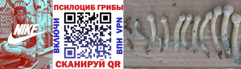 Галлюциногенные грибы Psilocybine cubensis  Коломна 